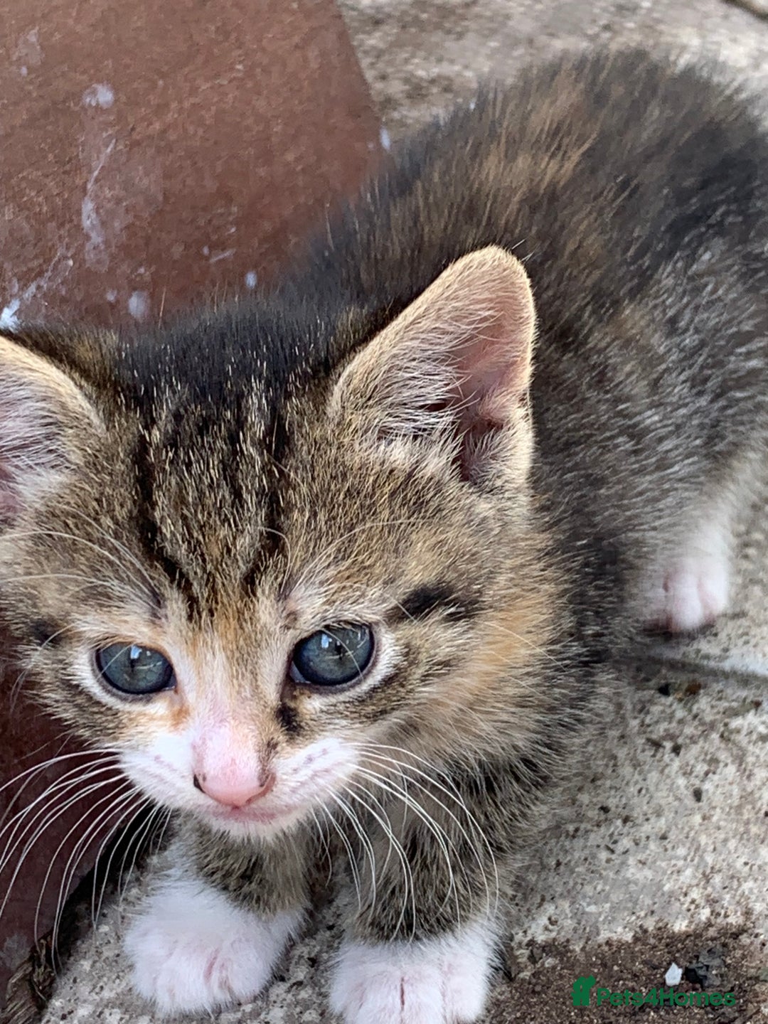 Mixed Breed cats for sale: 3 Kittens & Mother for Sale - Image 7