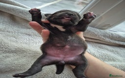 Mixed Breed dogs for sale: Red nose pittie cross cane corso cross blue staffy - Image 8