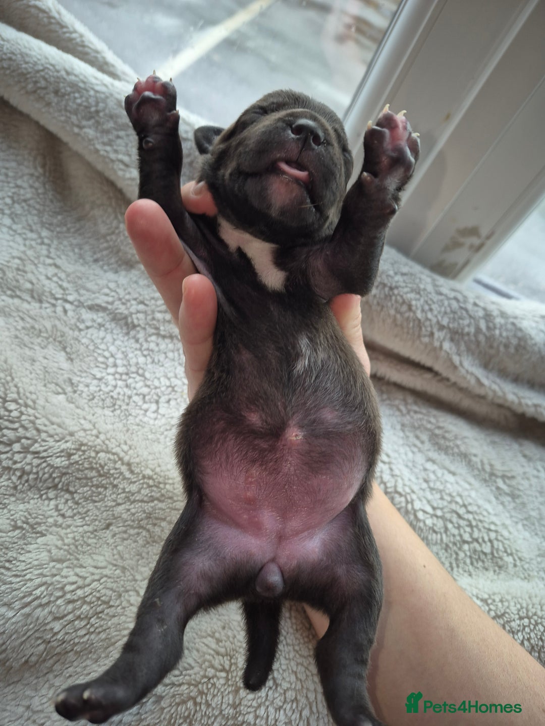 Mixed Breed dogs for sale: Red nose pittie cross cane corso cross blue staffy - Image 8
