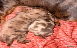 Miniature Dachshund dogs for sale: Stunning miniature dachshunds - Image 4