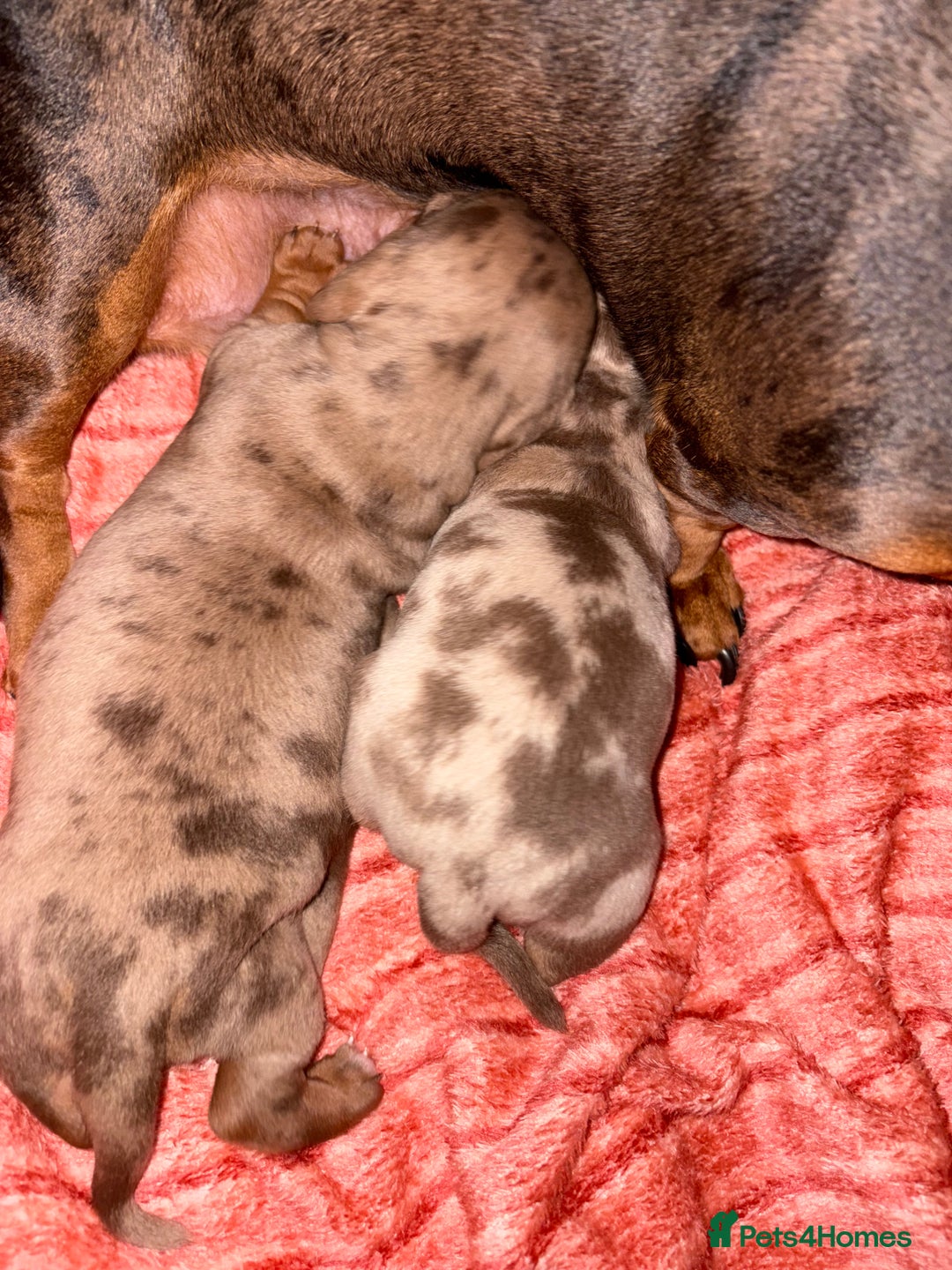 Miniature Dachshund dogs for sale: Stunning miniature dachshunds - Image 4