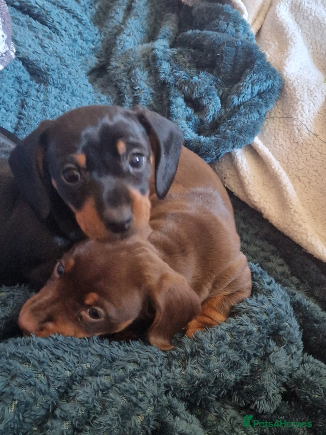 Dachshund dogs for sale: 2 females only! - Advert 8