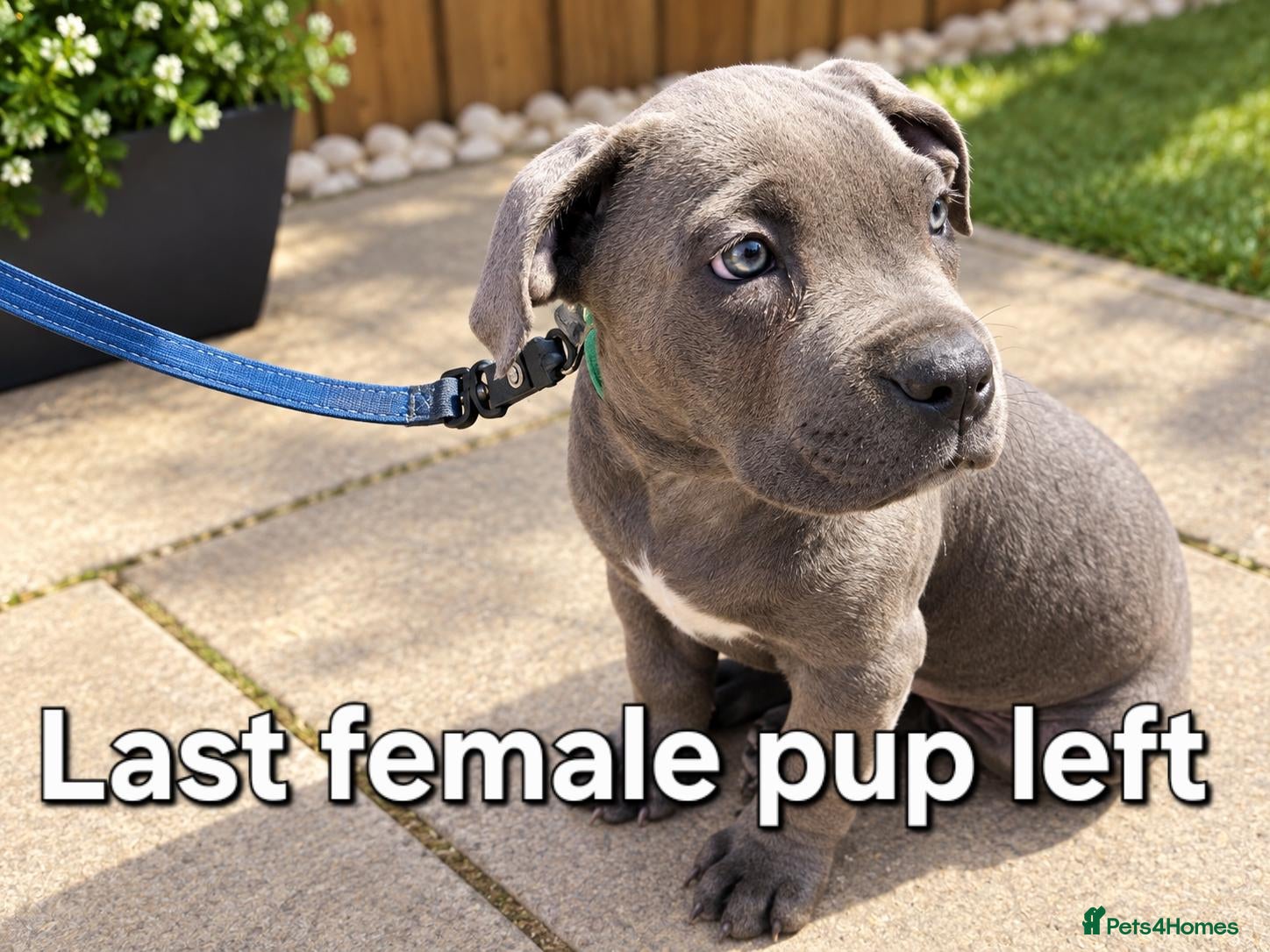 Cane Corso dogs Pure female cane corso ready to leave now! - Advert 1