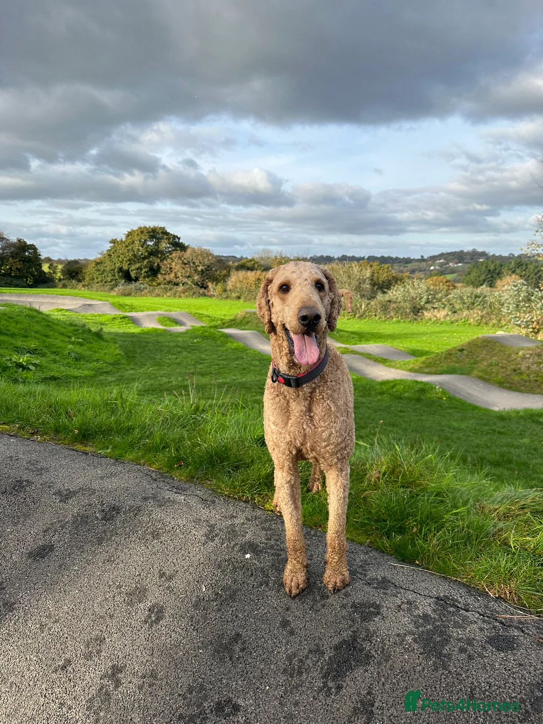 Standard Poodle dogs for stud: STANDARD POODLE STUD  in Falmouth - Advert 5
