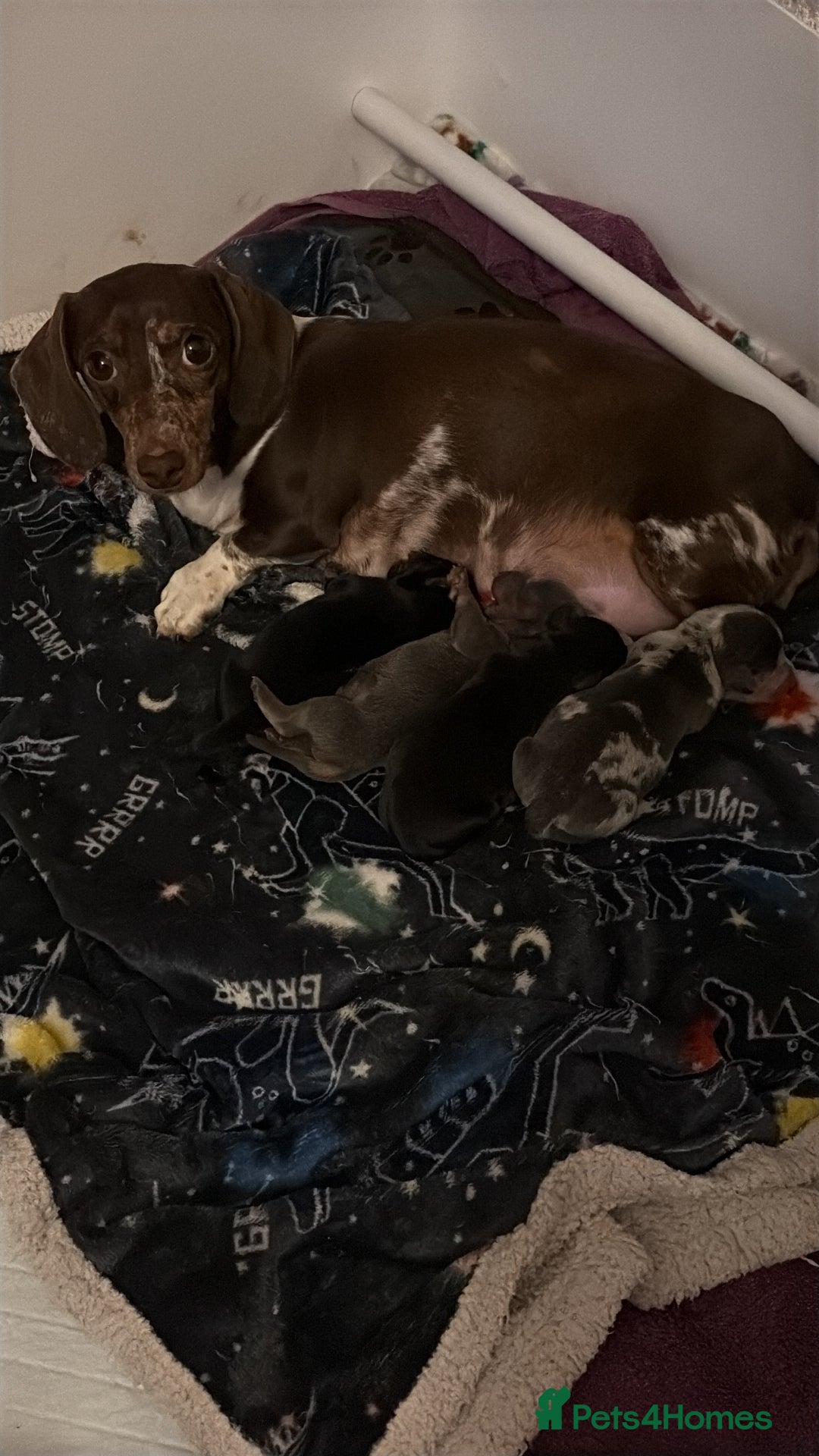 Miniature Dachshund dogs for sale: Miniature dachshunds - Advert 4