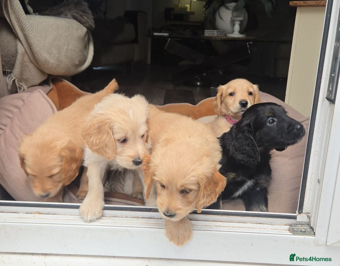 Mixed Breed dogs Golden Retriever X Cockapoo Puppies 🐾 - Advert 3