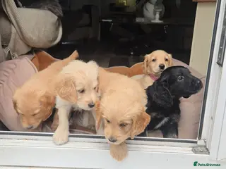 Mixed Breed dogs Golden Retriever X Cockapoo Puppies 🐾 - Advert 6