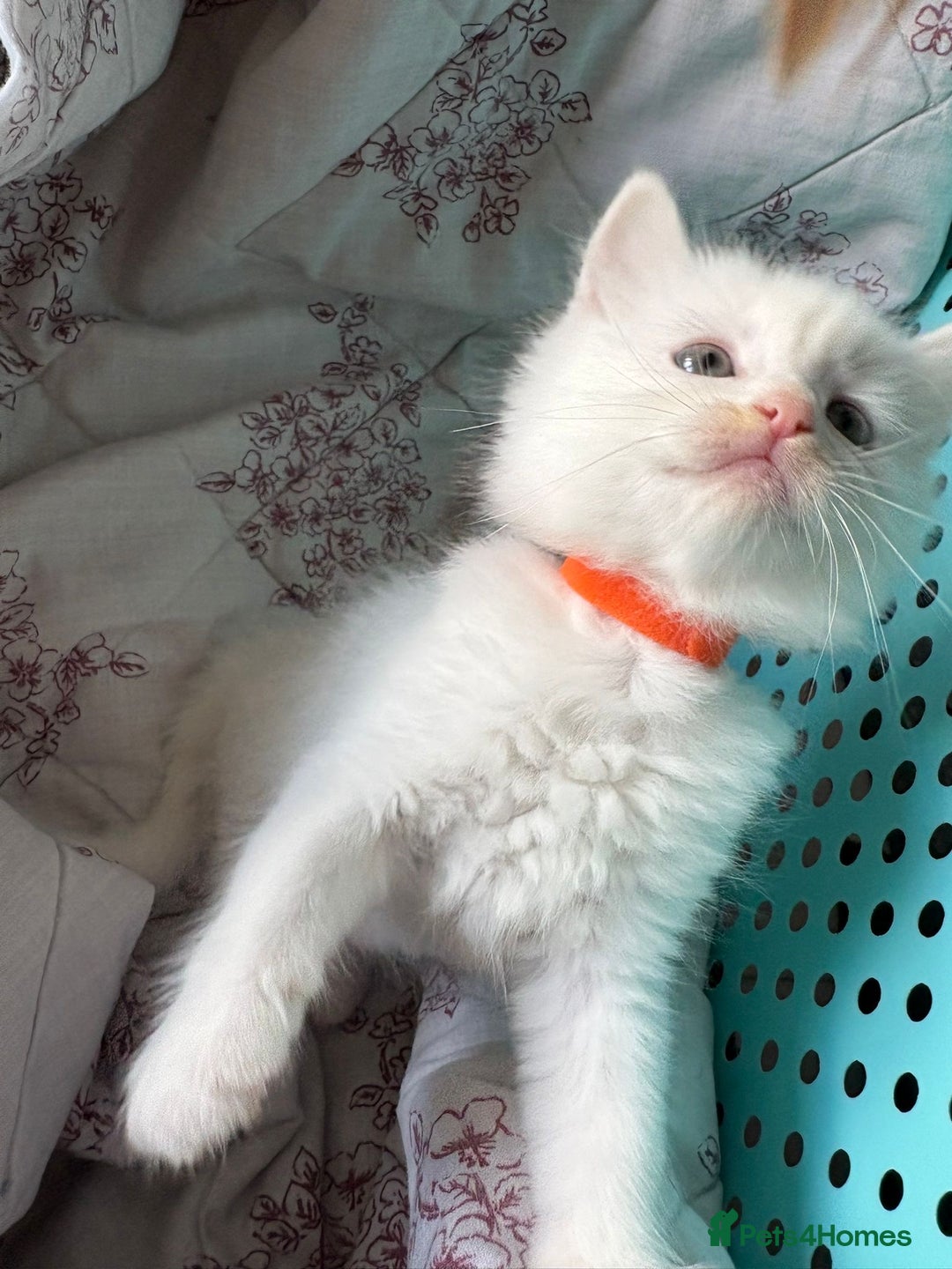 Ragdoll cats for sale: 2 left! Female Ragdoll mix kittens for sale  - Image 5