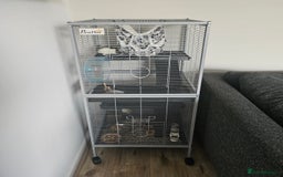 Rat rodents for sale: 2 female rats  - Image 4