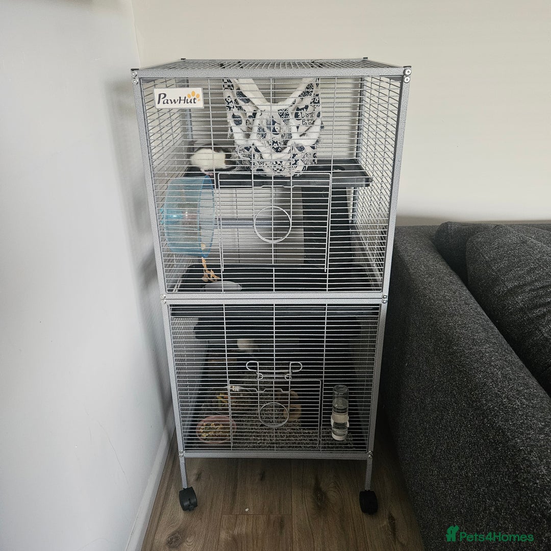 Rat rodents for sale: 2 female rats  - Image 4
