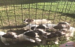 English Springer Spaniel dogs for sale: Springer spaniel pups  - Image 3