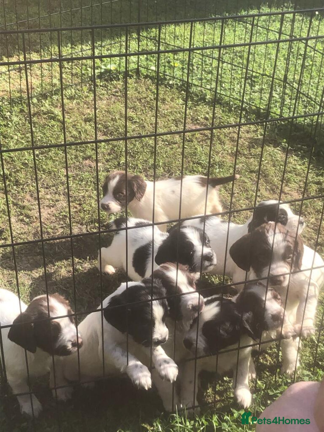 English Springer Spaniel dogs for sale: Springer spaniel pups  - Image 3