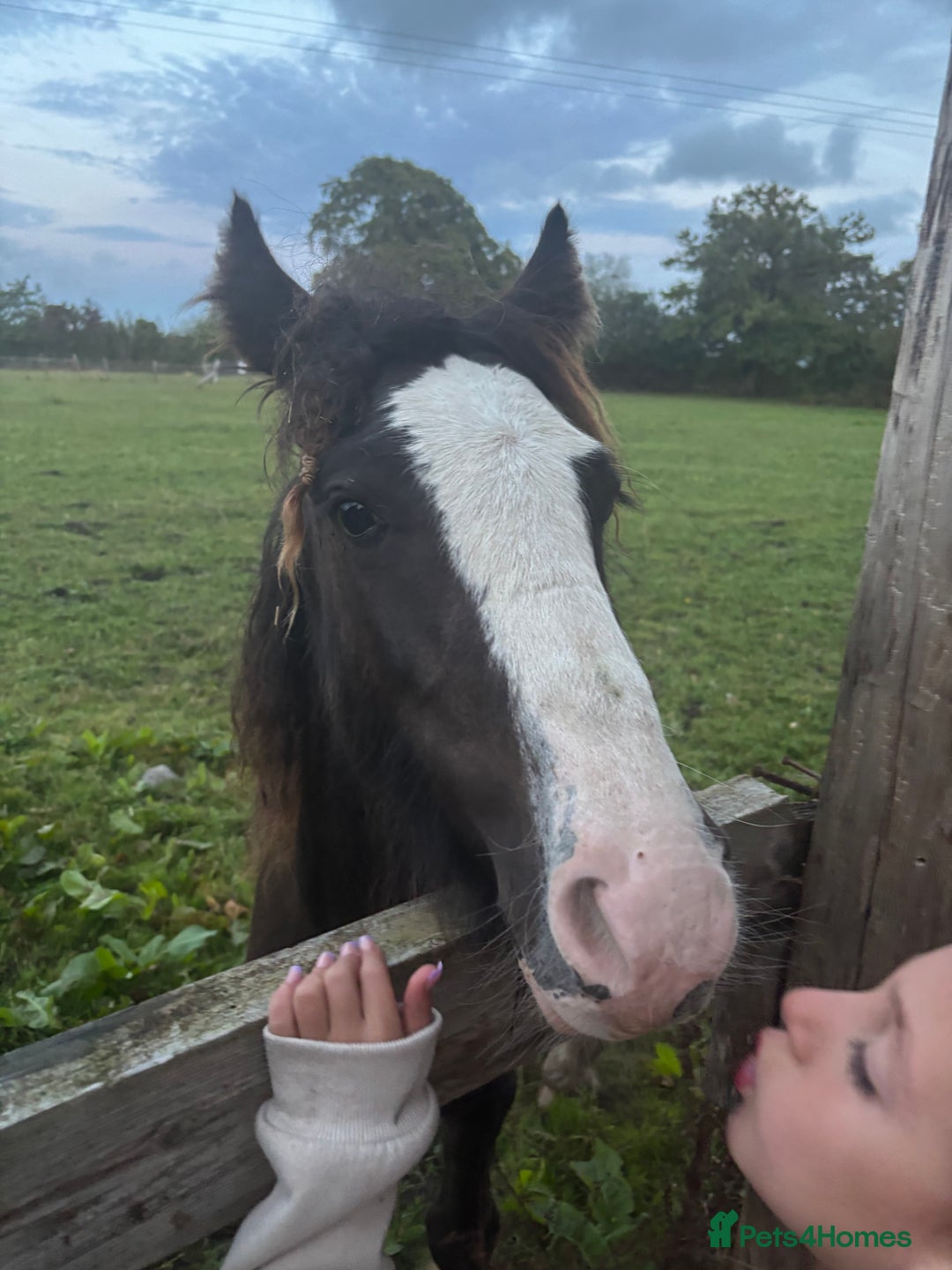 Other Breed horses for sale: ✨chocolate gypsy cob✨ - Image 4