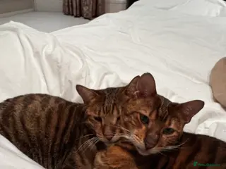Toyger cats Toyger-Bengal mix sisters - Advert 6