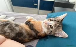 Mixed Breed cats for sale: Fully vaccinated calico female - Image 3