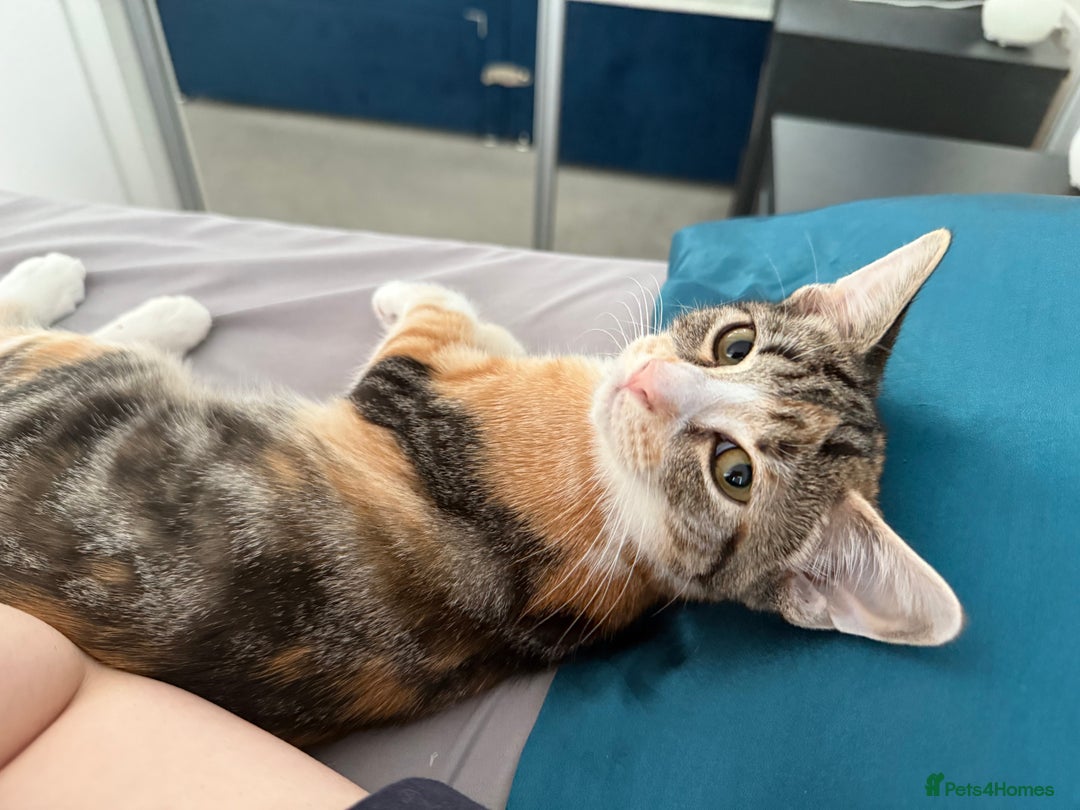 Mixed Breed cats for sale: Fully vaccinated calico female - Image 3
