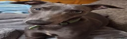 Whippet dogs for sale: Handsome blue boy for sale in Ashton-under-Lyne - Advert 6