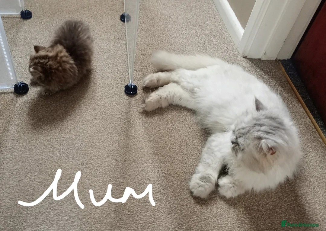Persian cats for sale: Stunning Persian Kittens  - Advert 2