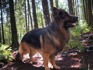 German Shepherd dogs in Macclesfield - Advert 27