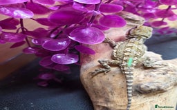 Dragon reptiles for sale: Stunning baby rankin dragon  - Image 3