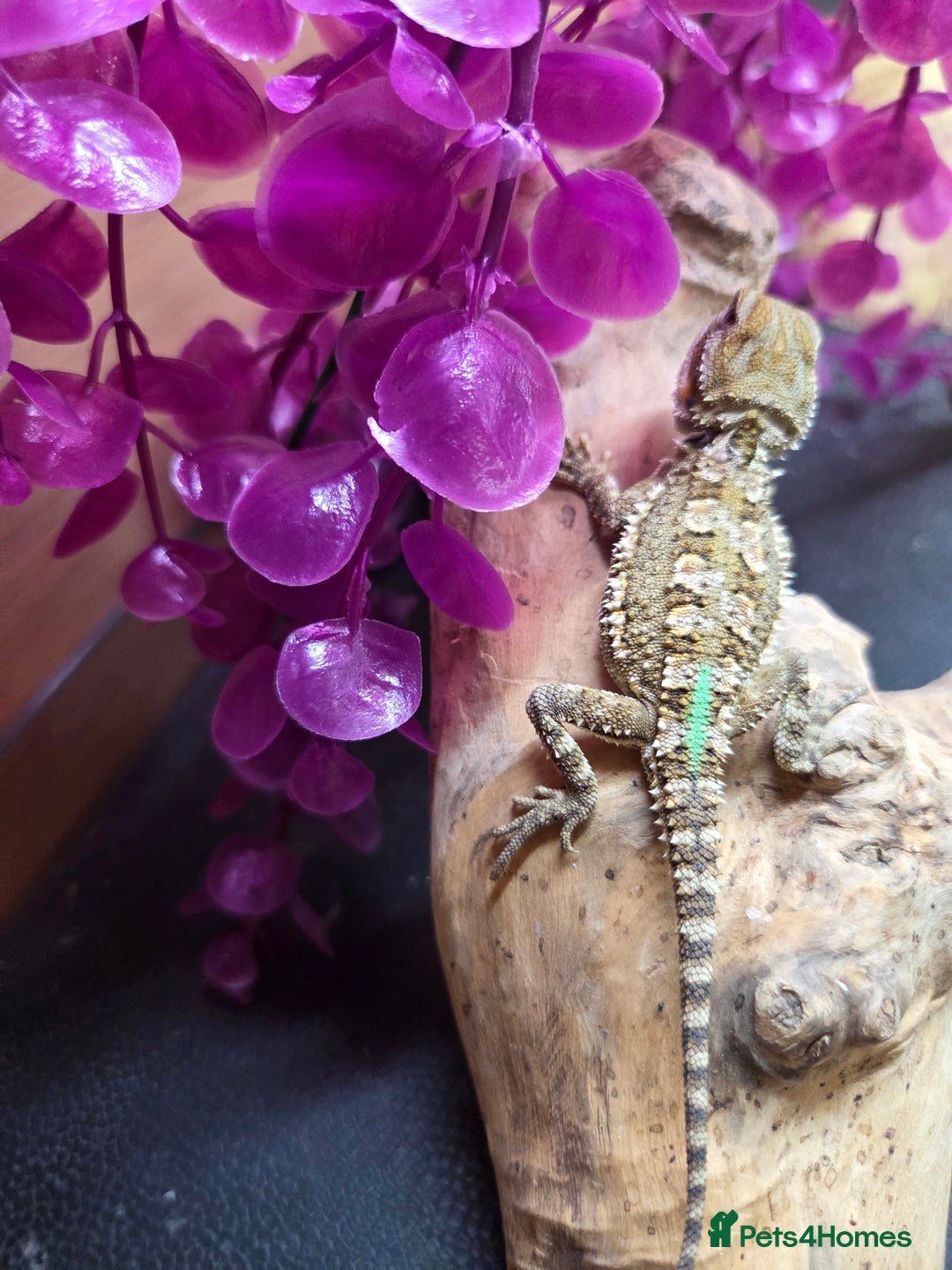 Dragon reptiles for sale: Stunning baby rankin dragon  - Image 3