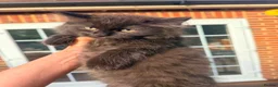 British Shorthair cats for sale: Stunning British Shorthair Kittens Ready Now! - Advert 17