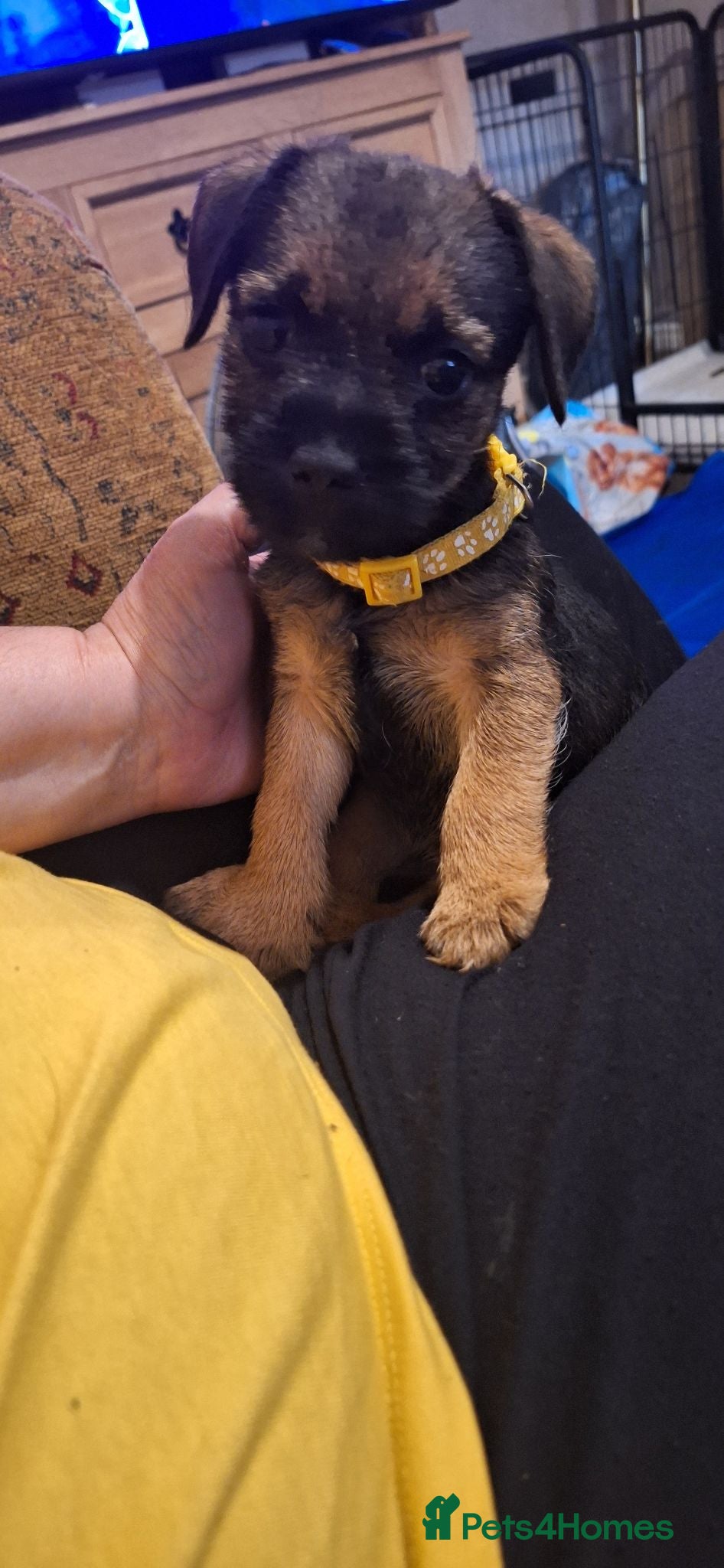 Border Terrier dogs 2 Boys.Border terrier puppies SLEMCLR parents  - Advert 6
