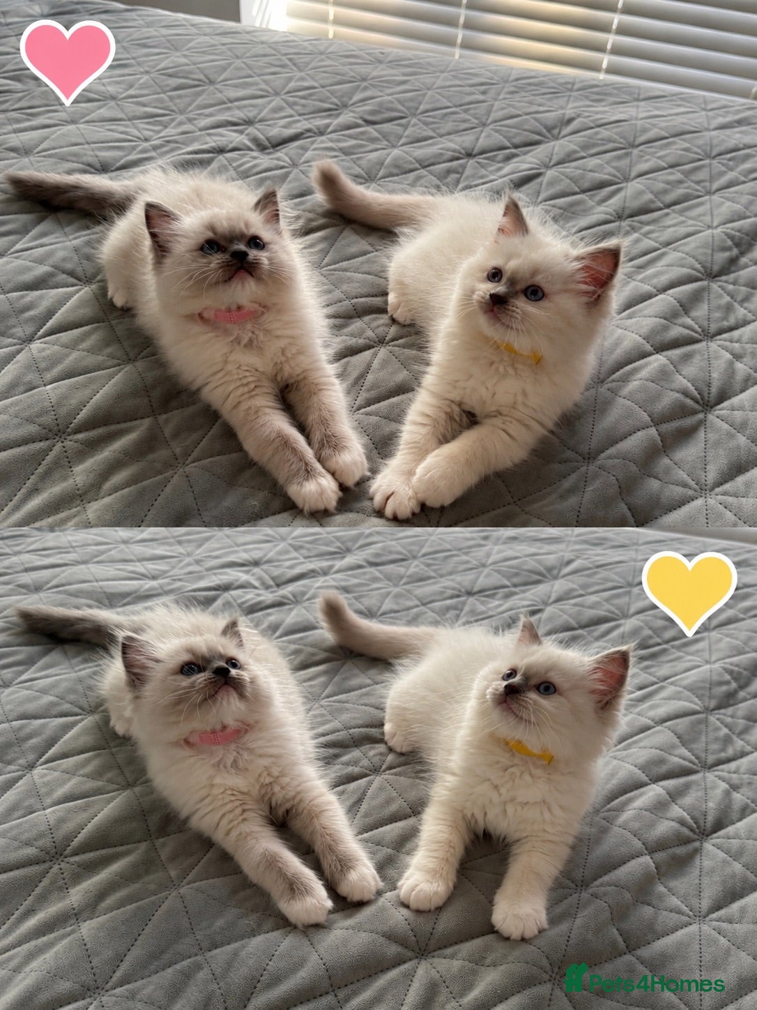 Ragdoll cats Only Two Female Ragdoll Kittens Left 💛🩷 - Advert 2