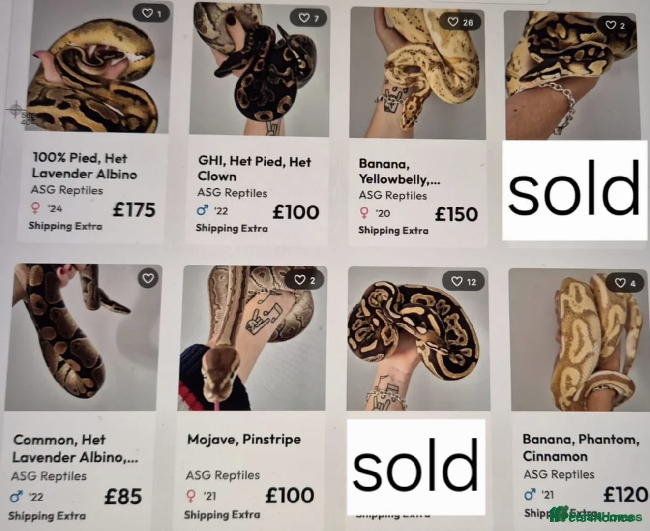 Python Snake reptiles Various ball (royal) pythons. - Advert 8