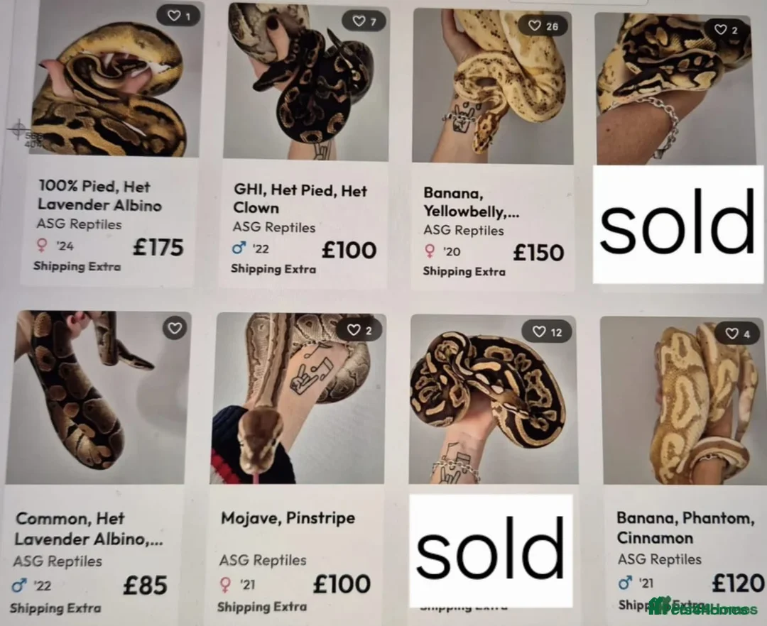 Python Snake reptiles for sale: Various ball (royal) pythons. - Advert 1