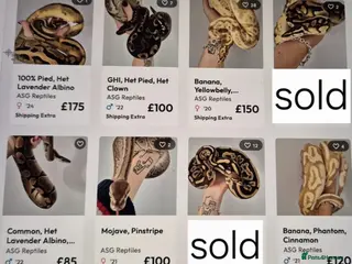 Python Snake reptiles Various ball (royal) pythons. - Advert 1