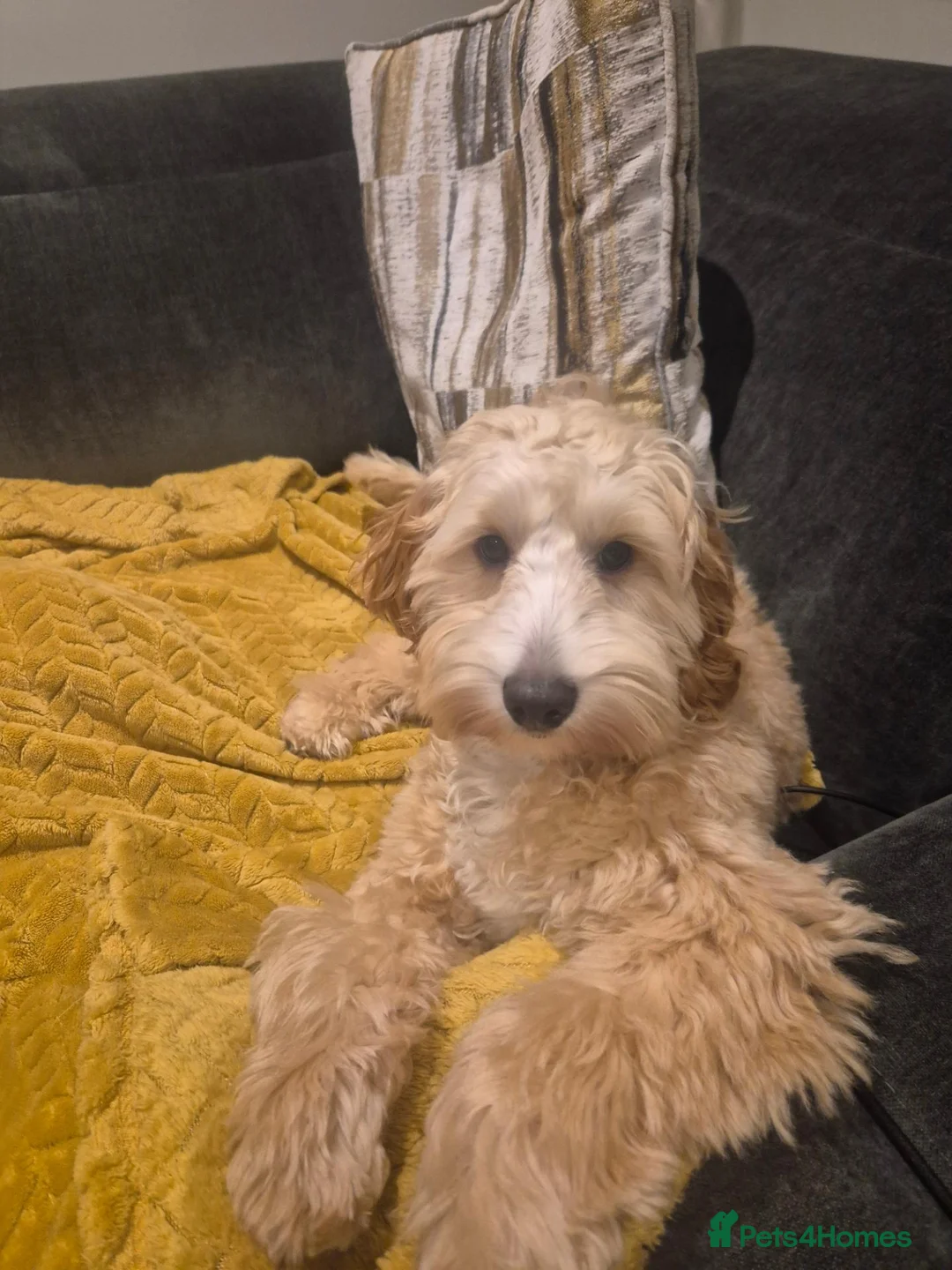 Cockapoo dogs for sale: Bingo - Loving Family Dog Looking for a New Home - Advert 2
