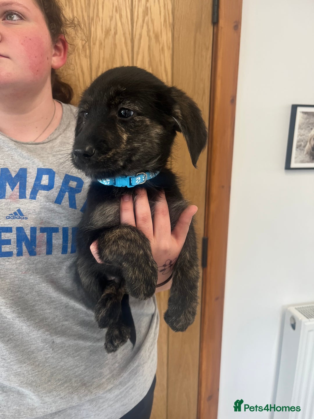 Mixed Breed dogs for sale: Gorgeous golden retriever mix litter - Image 12