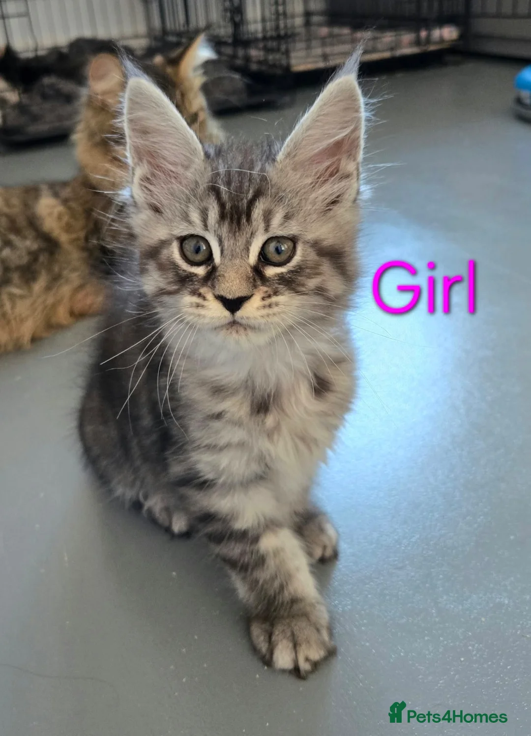 Maine Coon cats for sale: 6 TICA registered Maine Coon kittens. - Advert 1