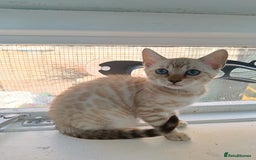 Bengal cats for sale: Tica RG Blue silver snows - Image 20