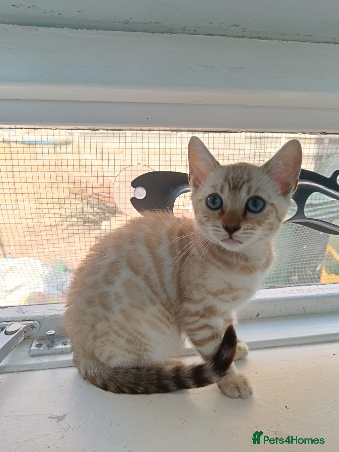 Bengal cats for sale: Tica RG Blue silver snows - Image 20