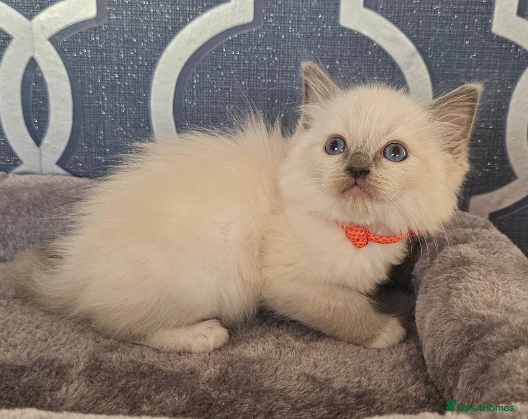 Ragdoll cats for sale: STUNNING GCCF CHAMPION SIRED KITTENS  - Image 22