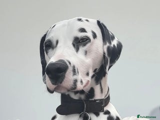 Dalmatian dogs Dalmatian for stud - Advert 16