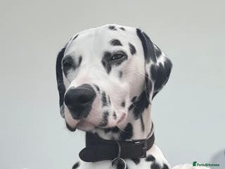 Dalmatian dogs Dalmatian for stud - Advert 2