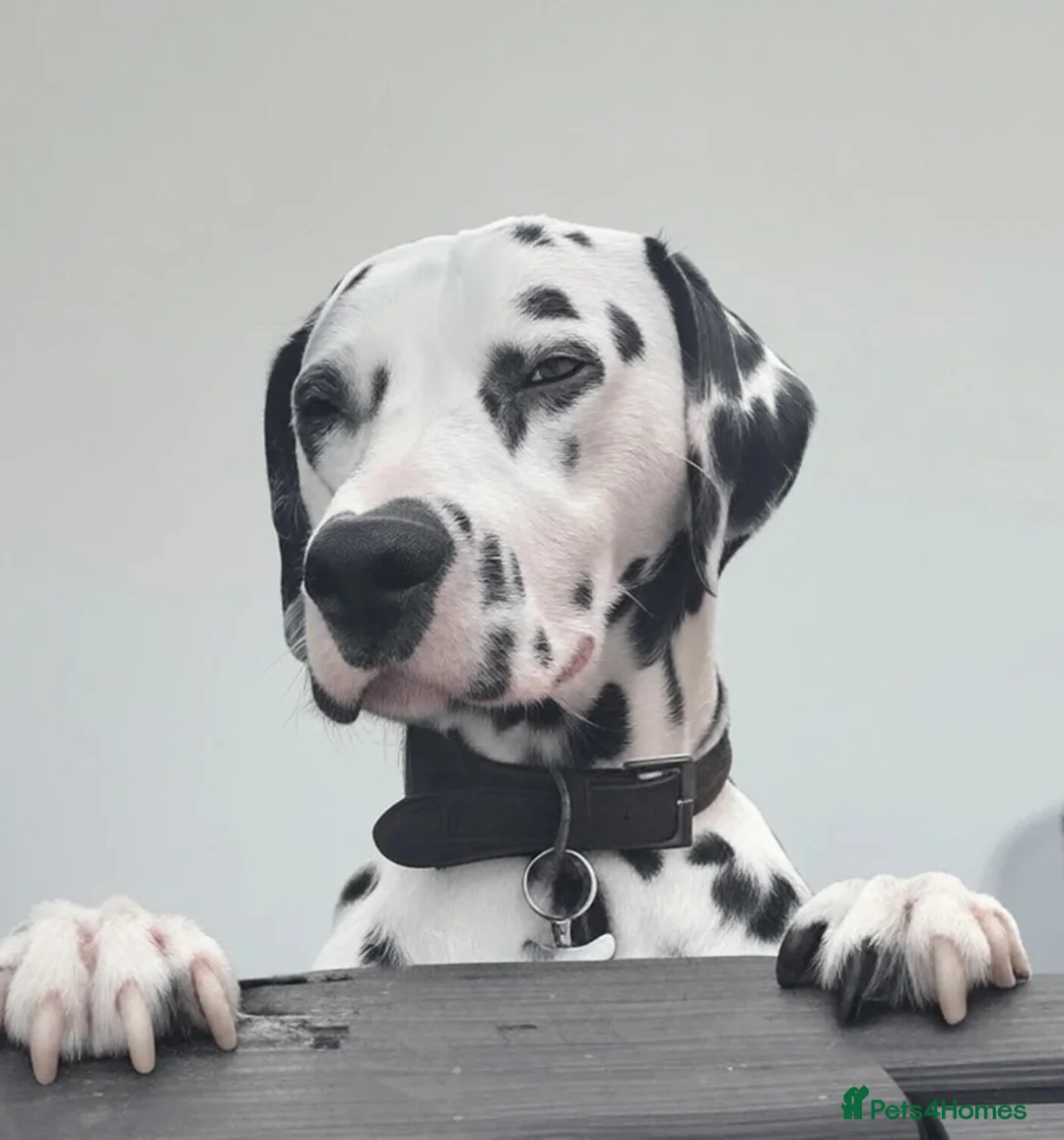 Dalmatian dogs for stud: Dalmatian for stud  - Advert 1