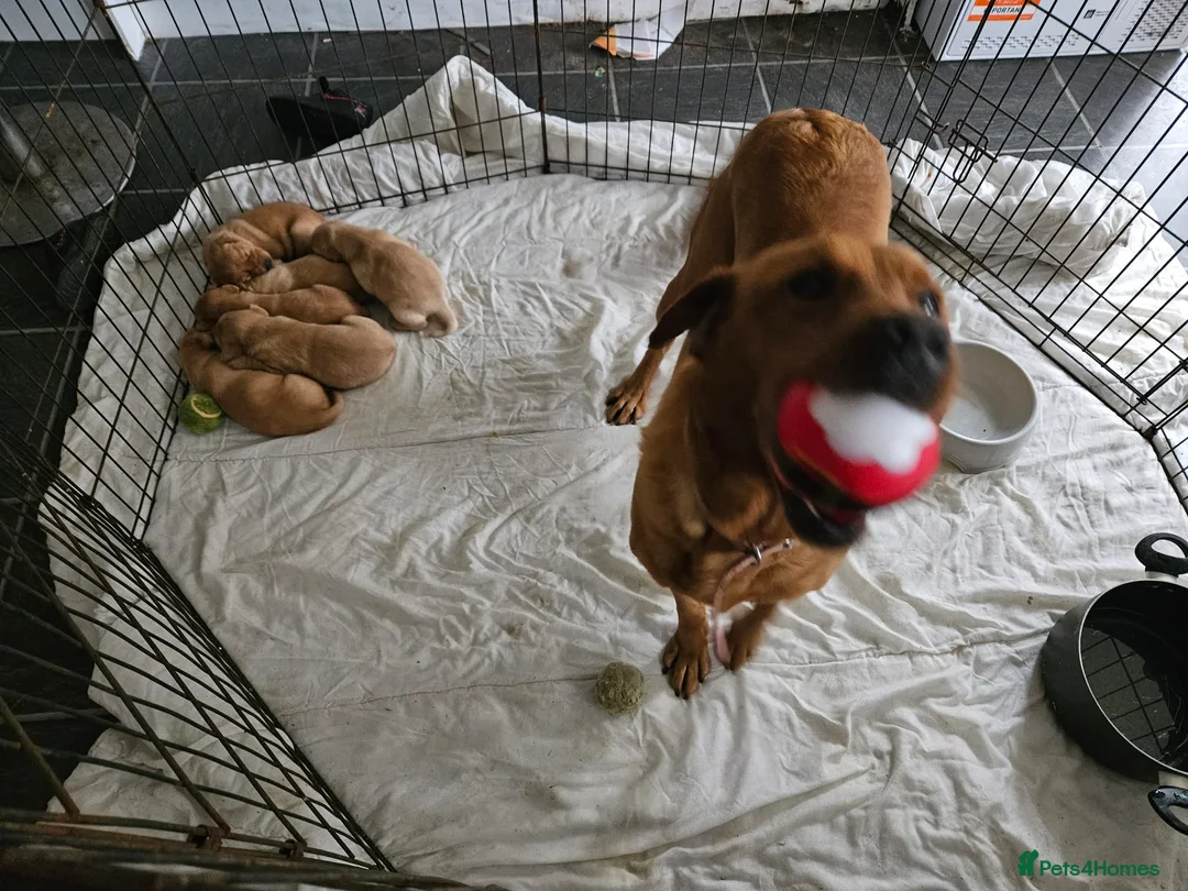 Labrador Retriever dogs for sale: KC Registered Pedigree Labrador Pups  - Advert 1