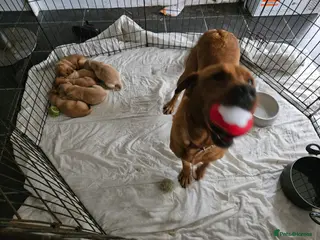 Labrador Retriever dogs KC Registered Pedigree Labrador Pups - Advert 1