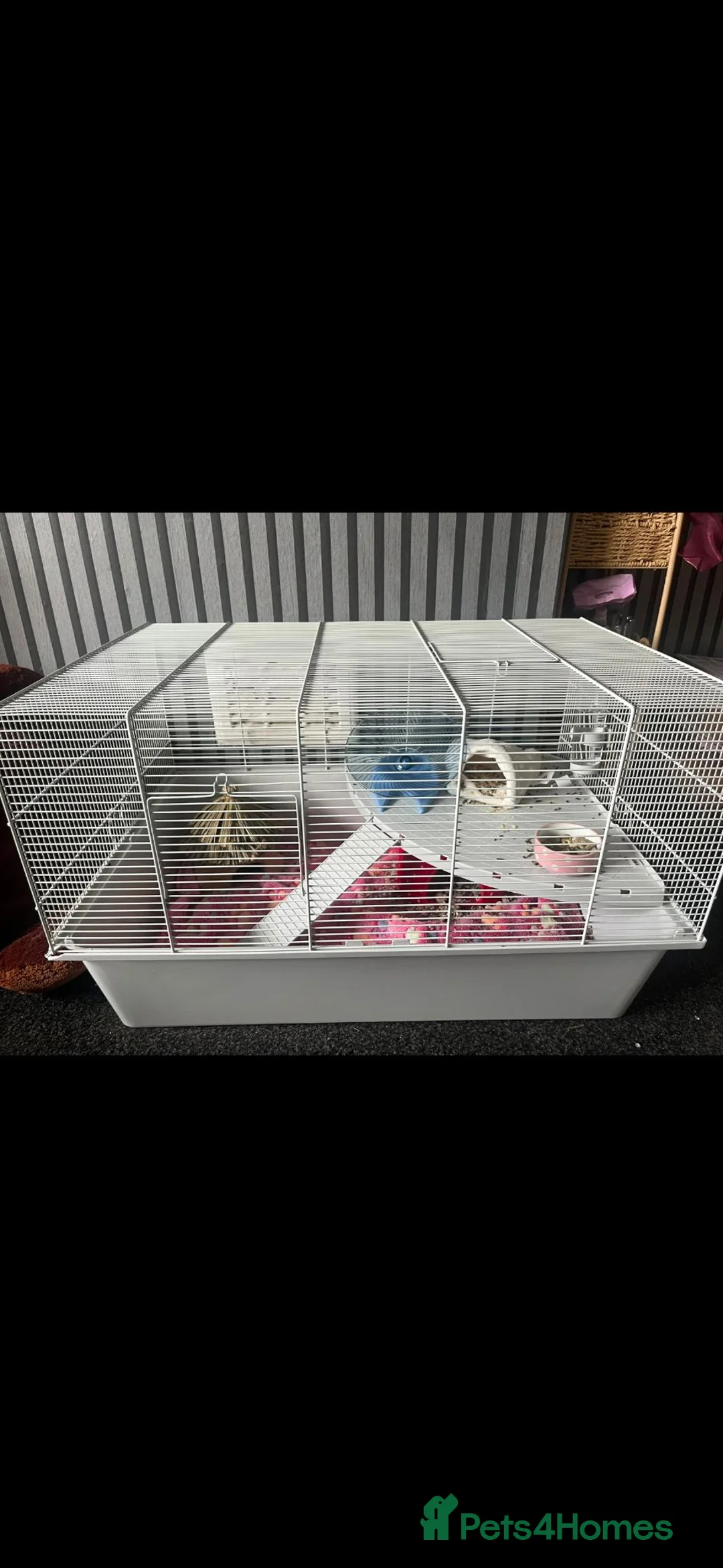 Mouse rodents for sale: 12 week old Fancy mouse with full set up - Advert 2