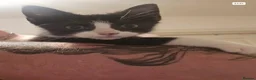 Mixed Breed cats for sale: 3 lovely kittens for sale: Calico, Ginger, Tuxedo in Aylesbury - Advert 6
