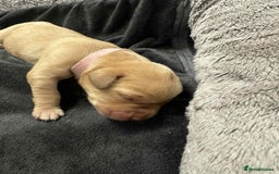 Labrador Retriever dogs for sale: Adorable KC registered fox red and black labs  - Image 26