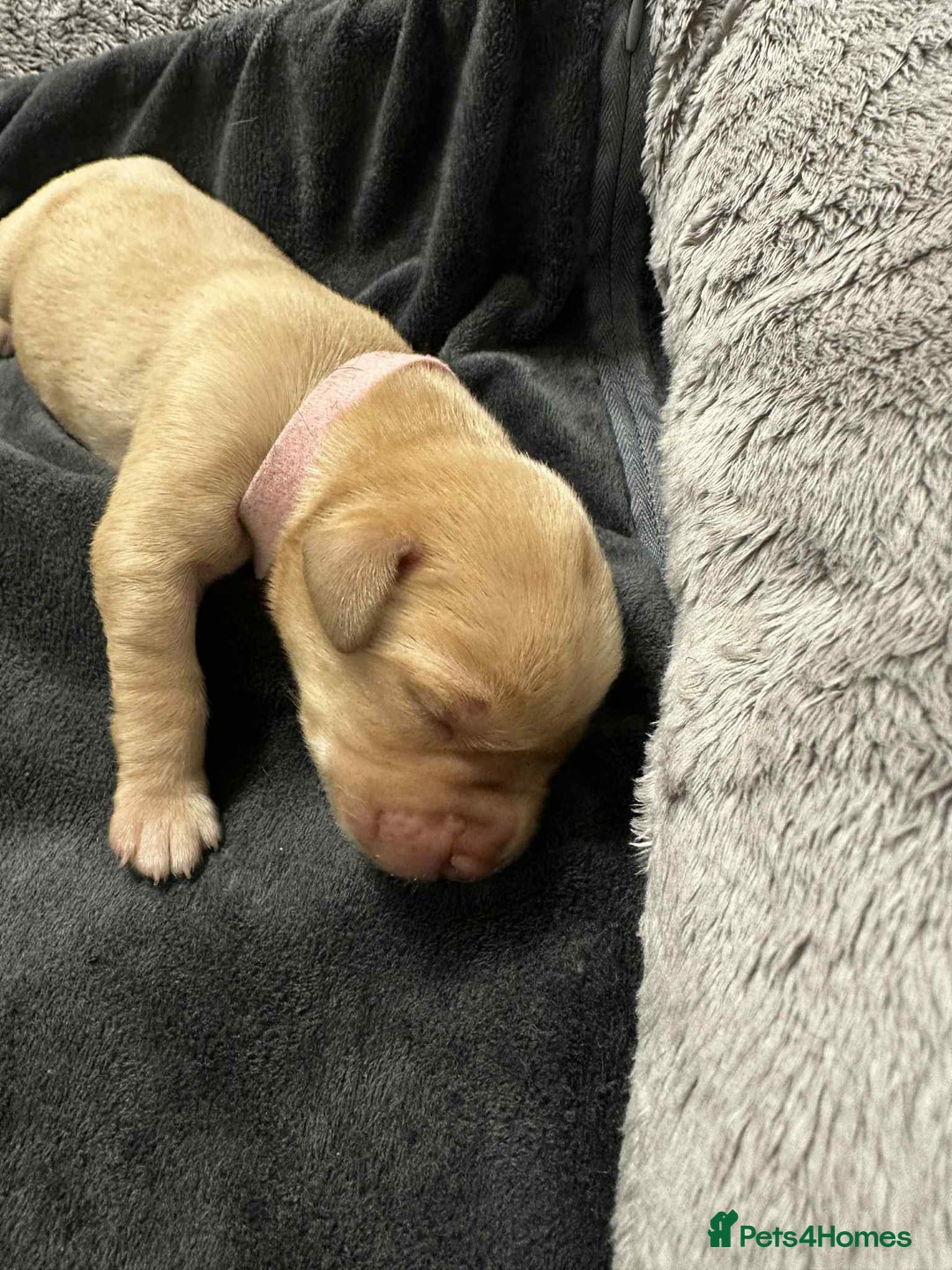 Labrador Retriever dogs for sale: Adorable KC registered fox red and black labs  - Image 26