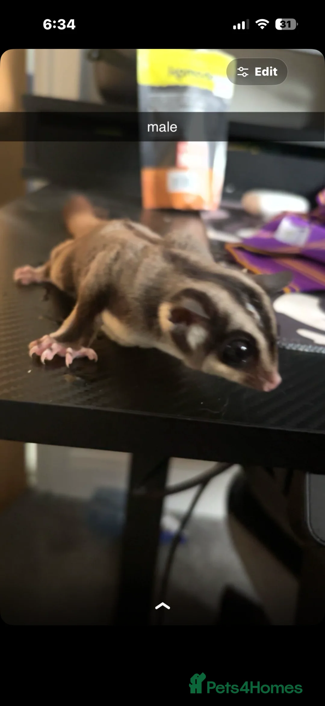 Sugar Glider rodents for sale: A pair of sugar gliders! - Advert 2