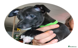 Italian Greyhound dogs for sale: Beautiful italian greyhound  - Image 12