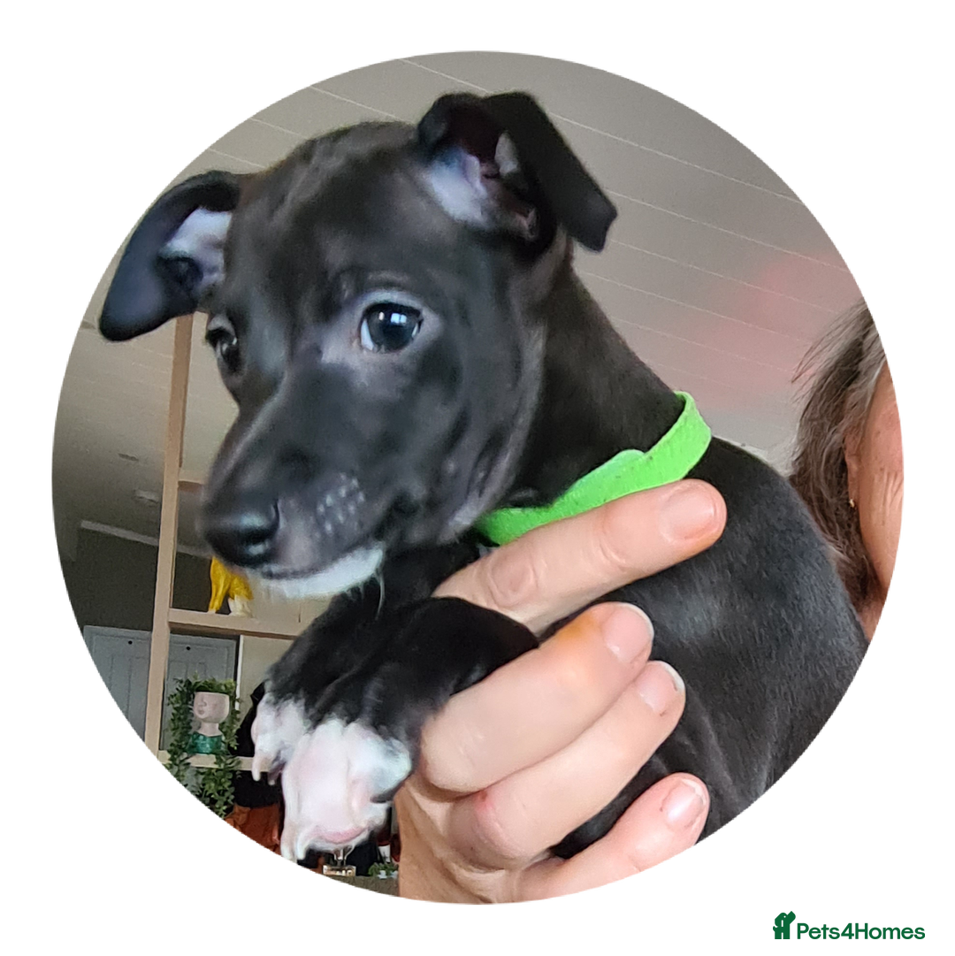 Italian Greyhound dogs for sale: Beautiful italian greyhound  - Image 12