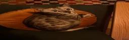 Bengal cats for sale: Bengal cat looking for a loving forever home in London - Advert 8